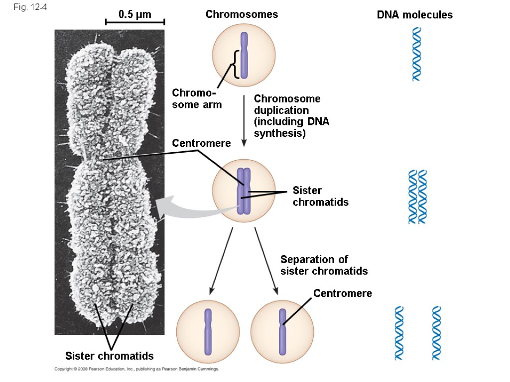 Fig. 12-4 0.5 µm Chromosomes Chromosome duplication (including DNA synthesis) Chromo- some arm Centromere